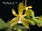 Phalaenopsis mannii var. flava-2